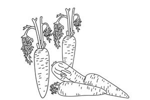 Line art botanical collection with carrots isolated on white background. Hand drawn outline set of vegetables illustration. Graphic design for Birthday Invitation Coloring Book Market Card vector