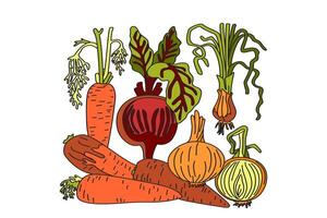 Cartoon set of vegetables isolated on white background. Hand drawn colorful botanical carrots, onions, beets illustration. Graphic design for Birthday Invitation Advertising Label Shop Print vector