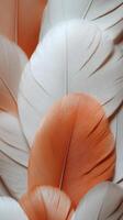 Colorful arrangement of soft feathers in orange and white shades displayed in a creative pattern for decorative purposes photo