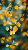 Beautiful golden autumn leaves on branches in a forest during the late afternoon sun photo