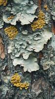 Close-up of lichen growth on a textured tree bark in a natural forest setting during daylight hours photo