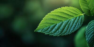Close-up of a vibrant green leaf showcasing its intricate detail and natural beauty in soft lighting photo