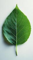 Detailed close-up of a green leaf showing intricate veins and textures on a light background during daylight hours photo