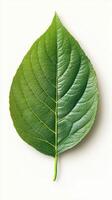 Large green leaf displaying intricate vein patterns and rich texture against a clean background photo