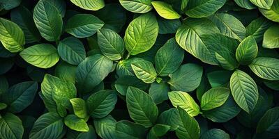 Vibrant green foliage in a lush environment showcasing various leaf shapes and textures during daylight hours photo