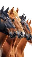 Horses lined up showcasing their distinct colors and features during a sunny day in a serene countryside setting photo