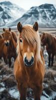 Majestic Icelandic horses in a snow-covered landscape with mountains in the background photo