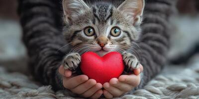 Cute grey kitten holding a red heart in hands during a cozy indoor moment photo