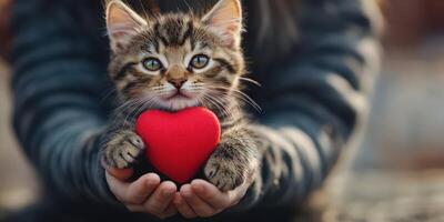 Cute kitten holding a red heart in the hands of a person on a soft background during a sunny day photo