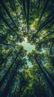 Lush green canopy viewed from below in a serene forest during a sunny day photo