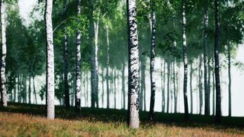 Group of Birch Trees Standing in Grass video