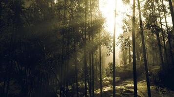 suave luz de sol filtración mediante denso bambú bosque a amanecer video