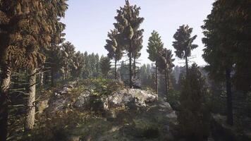 Vast landscape of evergreen trees in Alaska under soft morning light video