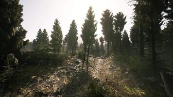 Sunlight filters through tall trees in a serene Canadian forest video