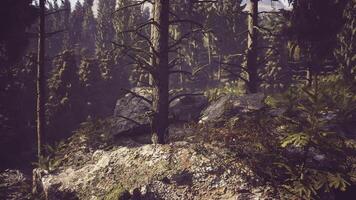Exploring a serene forest landscape in Finland with dense trees and rocks video
