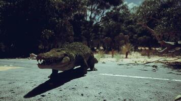 cocodrilo caminando en un abandonado la carretera rodeado por arboles en luz video