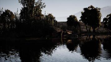 Crocodile resting near the tranquil riverbank at dusk in a natural habitat video