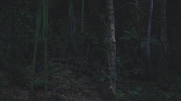 Exploring a dark and mysterious tropical forest at night video
