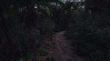 Path through dense forest with lush vegetation and moody atmosphere video