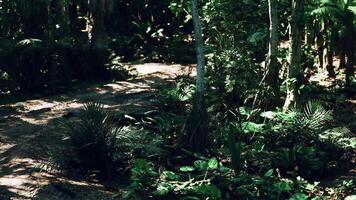 Lush tropical foliage in an Argentinian forested area during daylight hours video