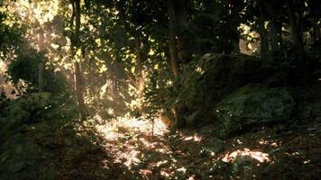 Sunlight filters through trees in a serene forest setting during midday video