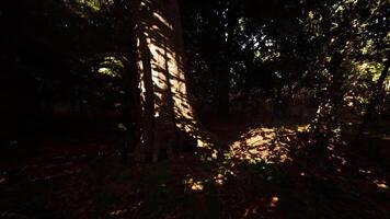 A serene forest setting with shifting light and shadow patterns from trees video