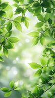Vibrant green leaves forming a natural canopy in a serene forest during daylight photo