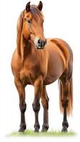Majestic brown horse standing proudly on grass against a white background in a serene setting photo