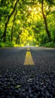 Peaceful tree-lined road creating a tranquil escape into nature during golden hour light photo