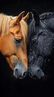 Close encounter of two horses showcasing their unique coats in a vivid display of contrast against a dark background photo