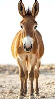 Brown donkey standing on dry landscape under a clear sky during sunset in warm lighting photo