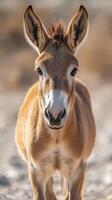 Young wild donkey stands alert in a serene landscape during golden hour sunlight photo