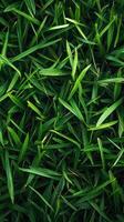 Lush green grass covering the ground in a vibrant outdoor setting during daylight hours photo
