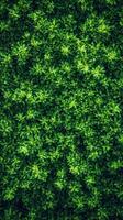 Lush greenery forms a vibrant carpet in a natural landscape under bright sunlight photo