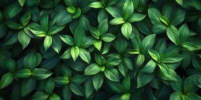 Lush green leaves create a textured natural tapestry in a serene garden photo