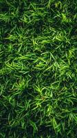 Lush green grass carpet covering the ground in a serene outdoor setting during daylight hours photo