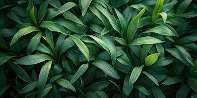Lush green leaves create a vibrant natural carpet in soft lighting photo
