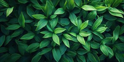 Lush green leaves create a vibrant natural tapestry in a garden setting during daylight hours photo