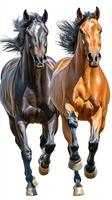 Two majestic horses sprinting together under bright sunlight against a clear background in the afternoon photo
