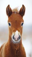 Cute brown foal standing in a snowy pasture during a quiet winter day in the countryside photo