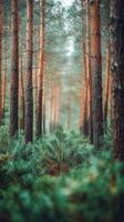 Lush green pine forest with tall trees and misty atmosphere during early morning hours photo