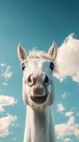 Happy white horse enjoying a sunny day with fluffy clouds in a bright blue sky photo