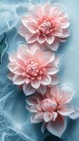 Pink water lilies float gracefully on a serene blue surface illuminated by soft natural light photo