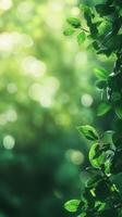 Lush green leaves glisten with raindrops, capturing the freshness of nature in a vibrant forest setting at dawn photo