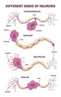 Neuron network and Different Types of Neurons An Informative Visual Guide for Everyone vector