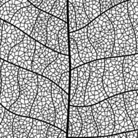 Close-up green leaf texture with intricate details of leaf veins showcasing natures botanical textures and patterns vector