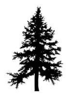 Fir trees silhouette. Black silhouette of sine tree on white background. illustration vector