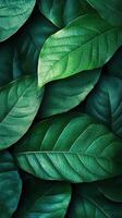 Green leaves overlapping in a dense arrangement showcasing the intricate textures and variations in shades of green during daylight photo