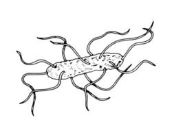 illustration of a peritrichous bacterium in black and white with background. Hand drawn microbial cell with multiple flagella. Isolated objects in line art technique for medical designs vector