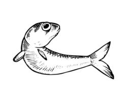 Hand drawn illustration of anchovy fish in black and white. Isolated sketch with vintage engraving details, perfect for seafood and marine life designs. With a silhouette on the background vector